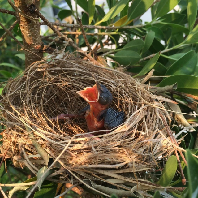 a close up of a bird's nest on a tree, by Gwen Barnard, pixabay contest winner, happening, hatched pointed ears, cute decapodiformes, bird's view, avatar image