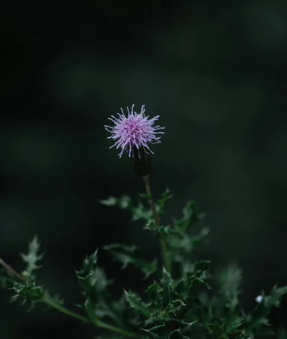 a purple flower sitting on top of a green plant, by Elsa Bleda, pexels contest winner, hurufiyya, in a dark field, thistle, dof:-1, high angle shot