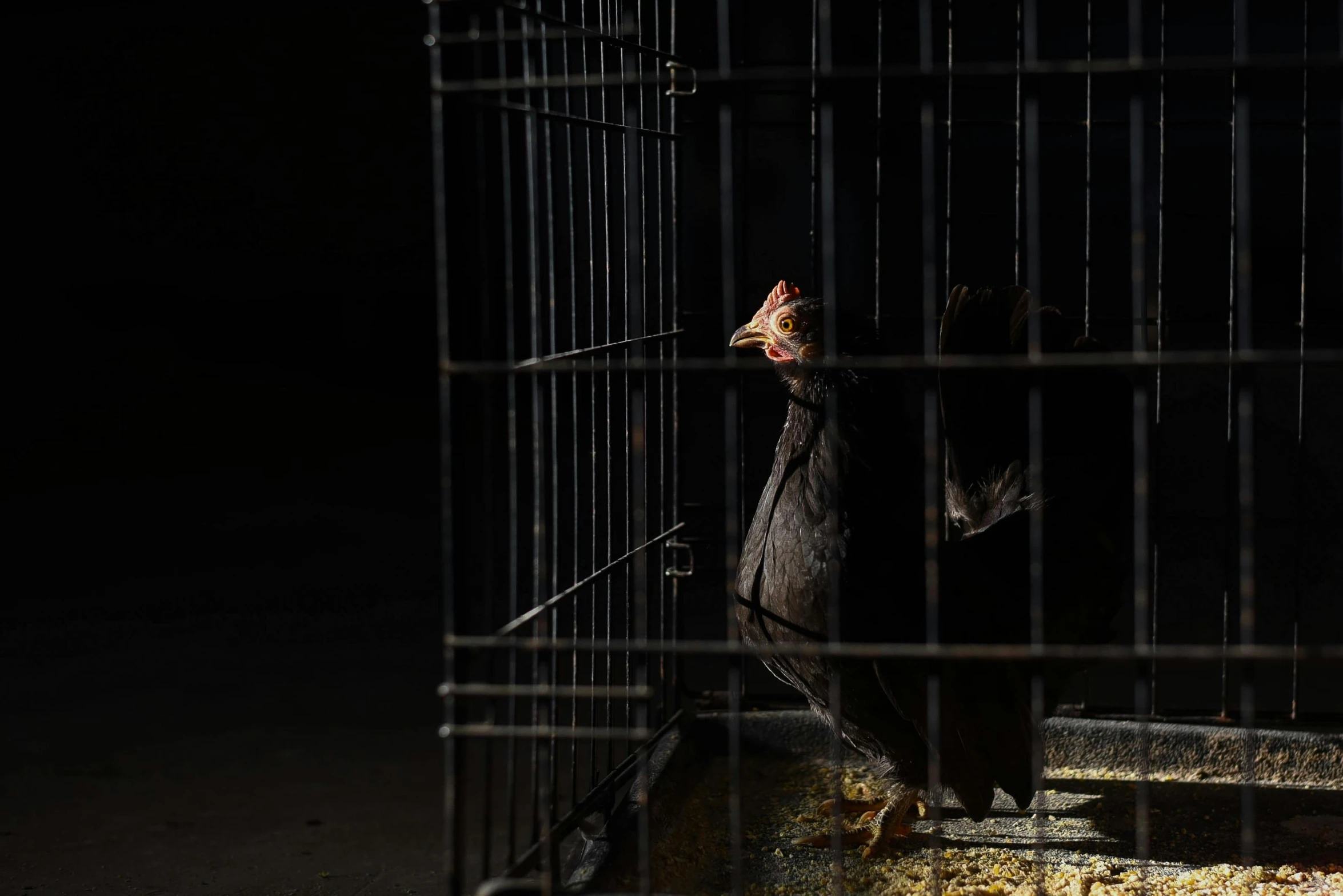 a close up of a bird in a cage, an album cover, pexels, chickens, panel of black, a dark, ap press photo