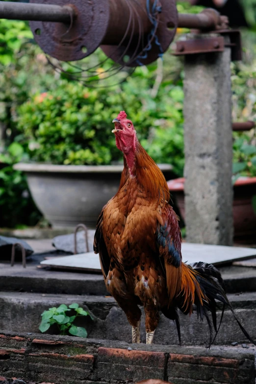 a rooster standing next to a water pump, pexels contest winner, sumatraism, on his hind legs, brown, at home, vietnam