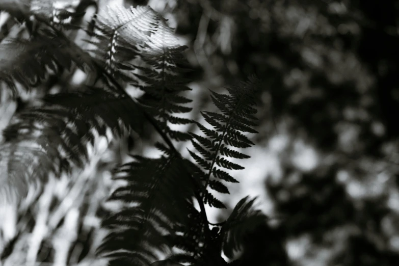 a black and white photo of a fern leaf, unsplash, baroque, medium format, afternoon light, trees and plants, dimly - lit