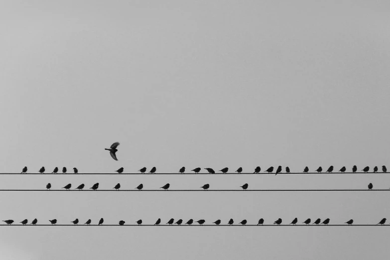 a flock of birds sitting on top of power lines, a black and white photo, by Jan Kupecký, pexels contest winner, postminimalism, music notes, minimal art, amusing, ilustration