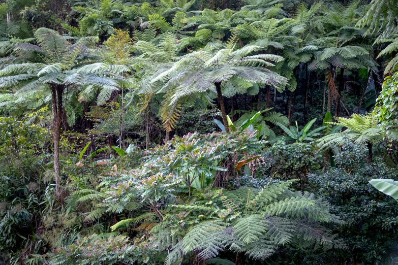 a lush green forest filled with lots of trees, by Elizabeth Durack, flickr, tropical houseplants, mountainous area. rare flora, grey, tawa trees