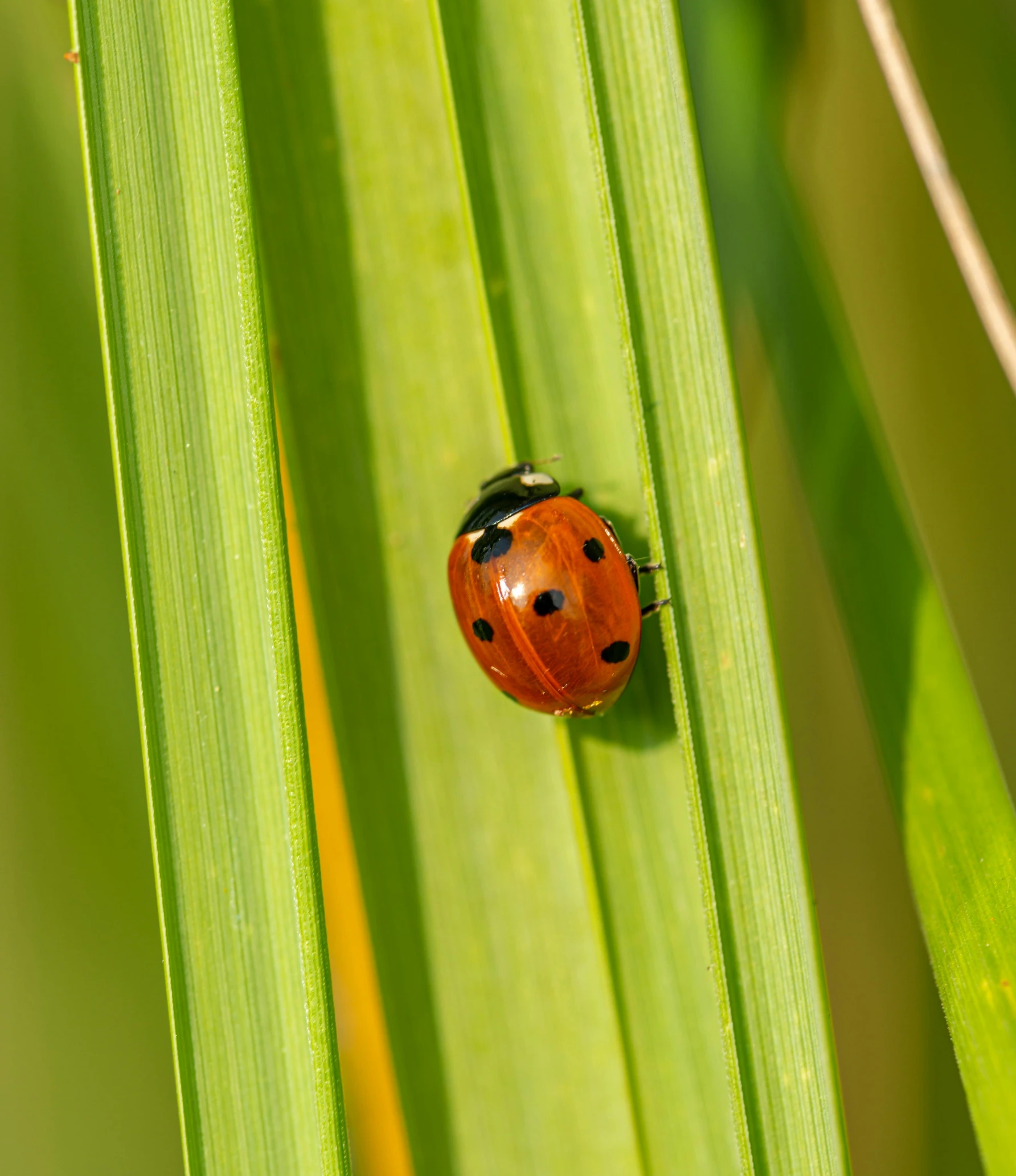 a ladybug sitting on top of a green leaf, unsplash, avatar image, straw, getty images, orange fluffy belly