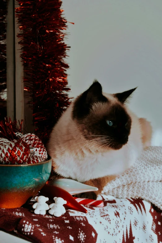 a siamese cat sitting next to a christmas tree, pexels contest winner, cozy aesthetic, gif, on a velvet tablecloth, deity)