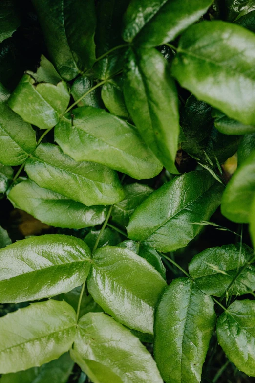 a close up of a plant with green leaves, highly upvoted, fragrant plants, fully covered, carefully crafted