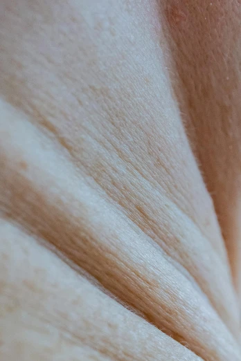 a close up of a cat laying on top of a bed, a macro photograph, by Doug Ohlson, unsplash, human skin texture, wood surface, hairless, silk flowing in wind