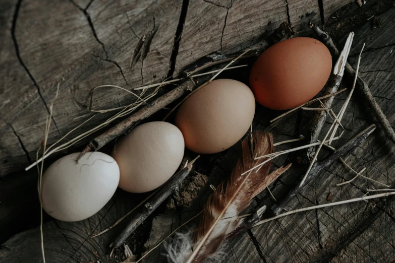 three eggs in a nest on a piece of wood, an album cover, trending on pexels, renaissance, chicken feathers, profile image, lachlan bailey, performance