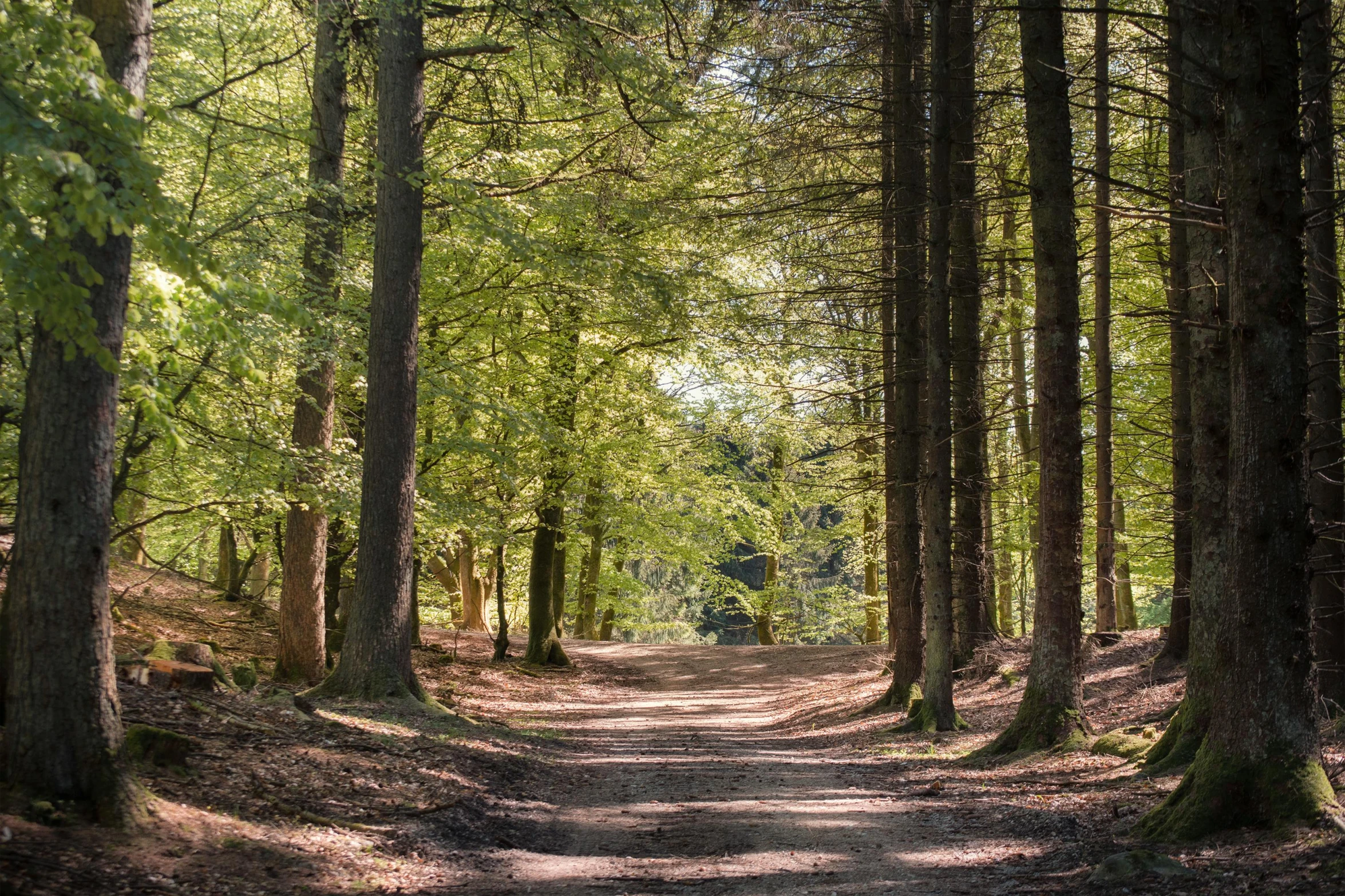 a dirt road in the middle of a forest, hemlocks, fan favorite, trees outside, exterior shot