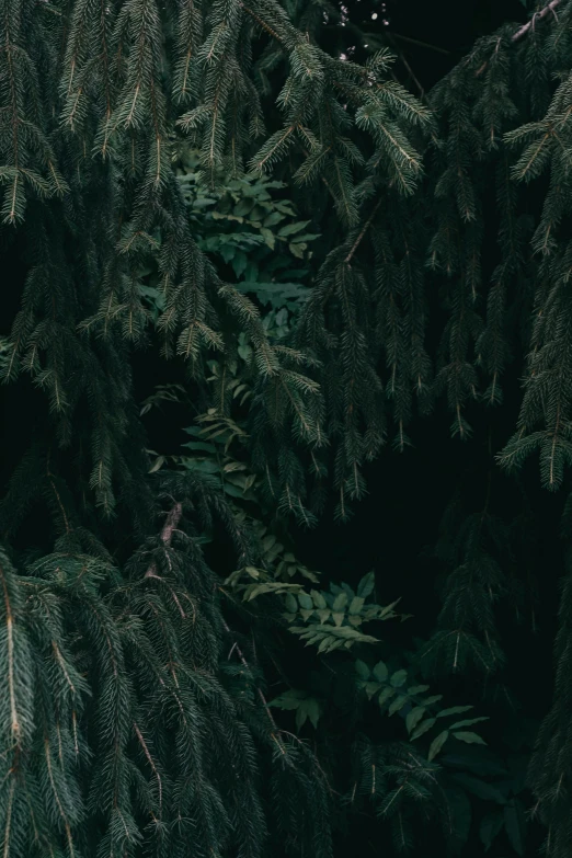 a red fire hydrant sitting in the middle of a forest, inspired by Elsa Bleda, unsplash contest winner, dark green, evergreen branches, hq 4k phone wallpaper, zoomed in shots