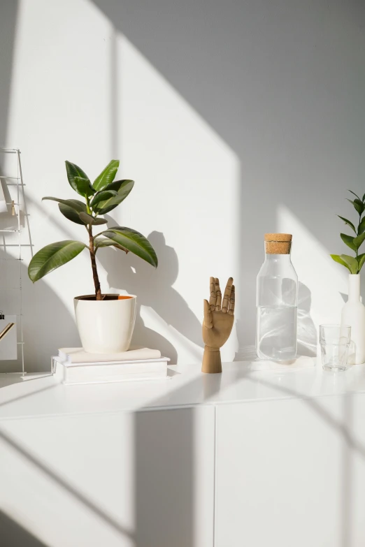 a couple of potted plants sitting on top of a white shelf, a still life, by Robbie Trevino, trending on unsplash, light and space, plants in scientific glassware, with the sun shining on it, jar on a shelf, detailed product image