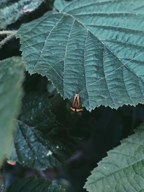 a bug that is sitting on a leaf, unsplash, lord of the rings aesthetic, ✨🕌🌙, shot from afar, photo 8 k