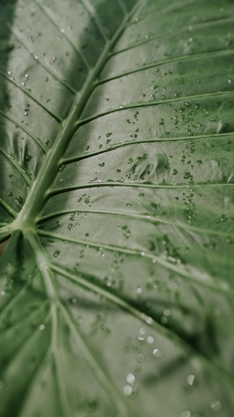 a close up of a leaf with water droplets on it, unsplash, grainy footage, highly detailed photorealistic, humid, large tall