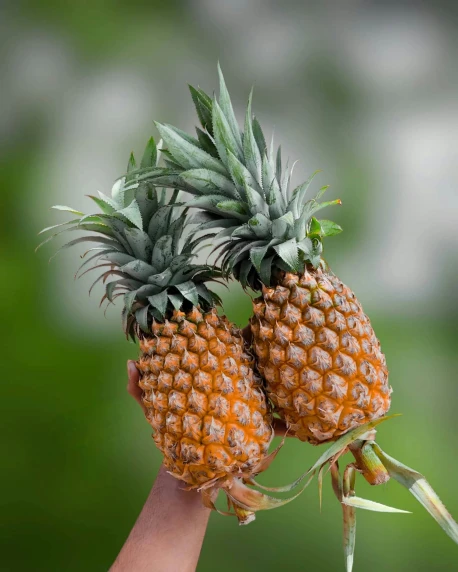 a person holding two pineapples in their hands, unsplash, sumatraism, made of glazed, large ears, 6 pack, no cropping