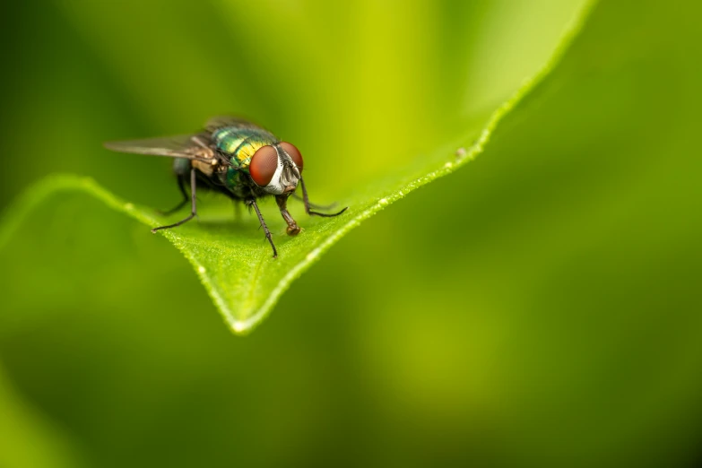 a close up of a fly on a leaf, pexels contest winner, hurufiyya, avatar image, jets, green, full shot photograph