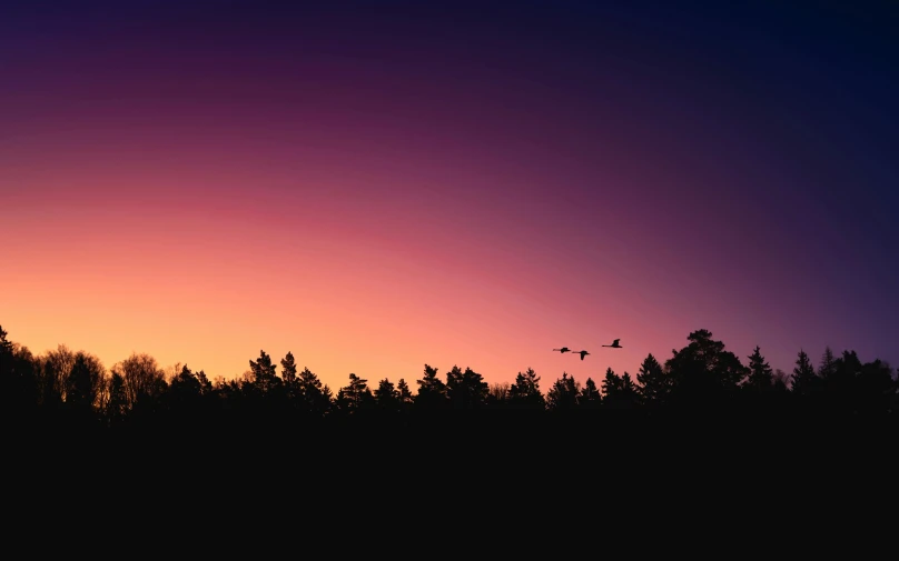 a flock of birds flying over a forest at sunset, by Jesper Knudsen, pexels contest winner, minimalism, purple beautiful sky, three birds flying around it, dark pine trees, redpink sunset