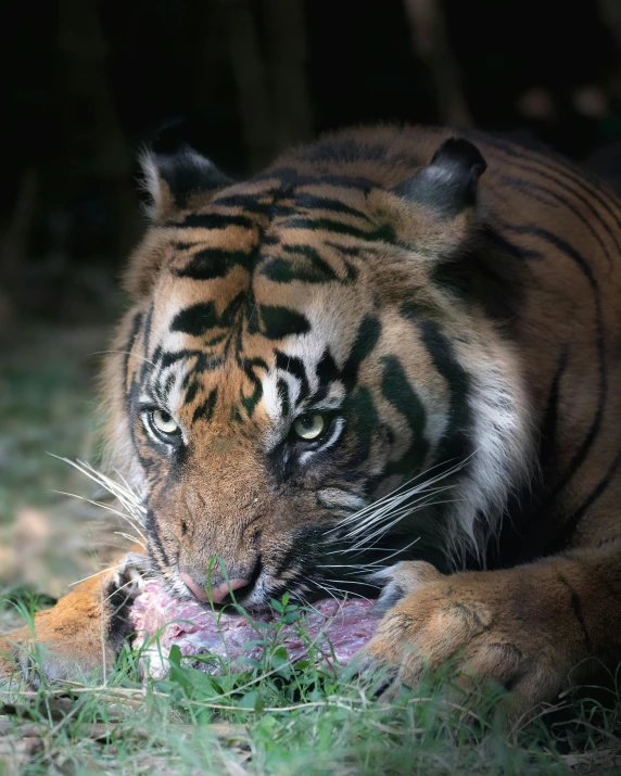 a tiger eating a piece of meat in the grass, unsplash, sumatraism, taken in the late 2000s, museum quality photo, dinner is served, manuka