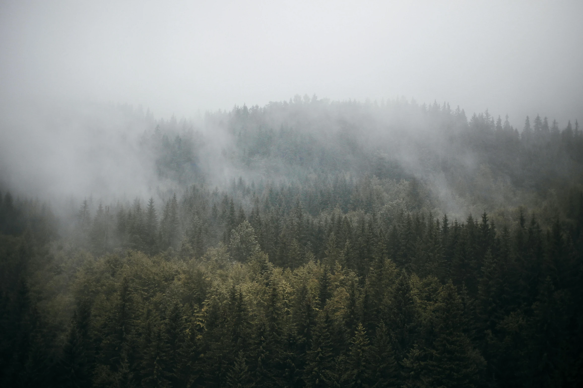 a forest filled with lots of trees covered in fog, inspired by Elsa Bleda, unsplash contest winner, overcast gray skies, smoke - filled ， green hill, nordic landscape, high angle shot