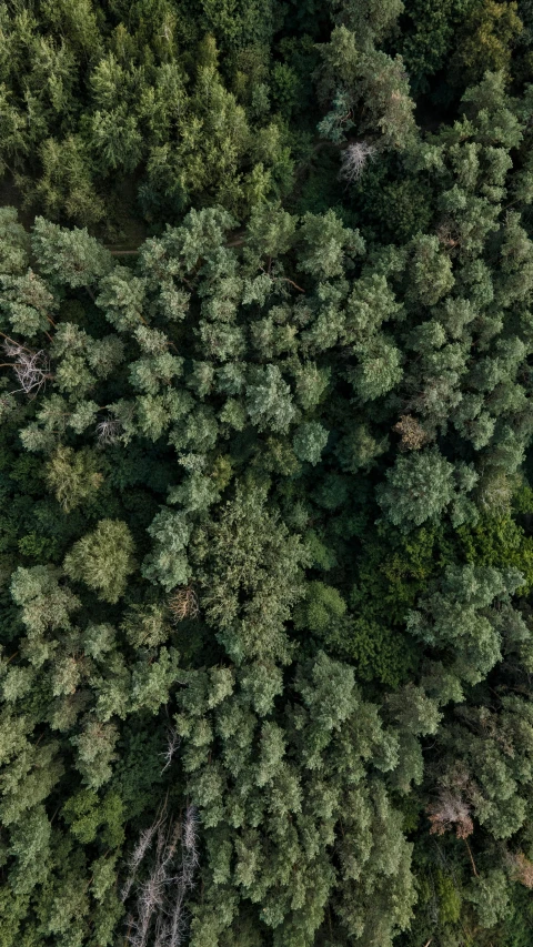 a bird's eye view of a forest, dark green, drone wide shot, ((trees)), low - angle shot