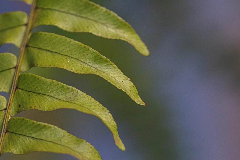 a close up of a leaf with a blurry background, by Jan Rustem, visual art, fern, blue sky, portrait image