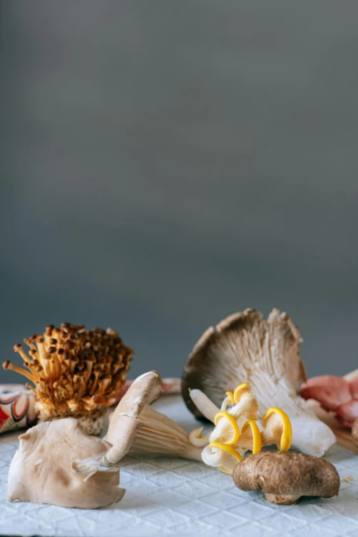 a table topped with lots of different types of mushrooms, a portrait, by Jessie Algie, unsplash, food stylist, hands, bows, fungal polyps