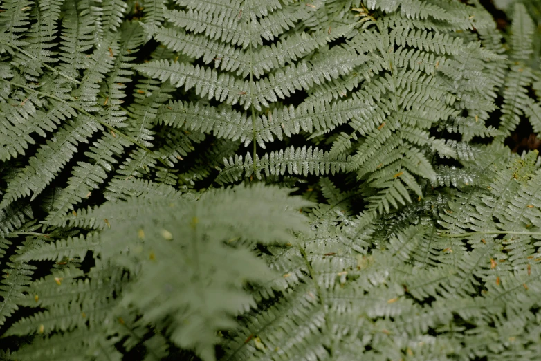 a close up of a plant with lots of green leaves, a digital rendering, unsplash, hurufiyya, fern, shot on kodak vision 200t, grey, grain”