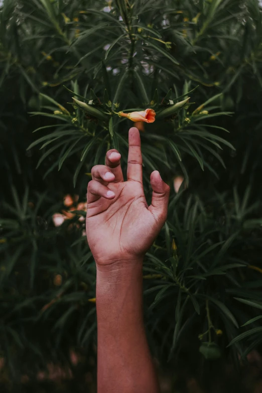 a person reaching up to grab a flower from a tree, an album cover, inspired by Elsa Bleda, trending on pexels, giving the middle finger, exotic flora, unsplash transparent, unclipped fingernails