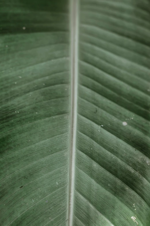 a close up of a large green leaf, trending on pexels, grey, 513435456k film, rectangle, curved