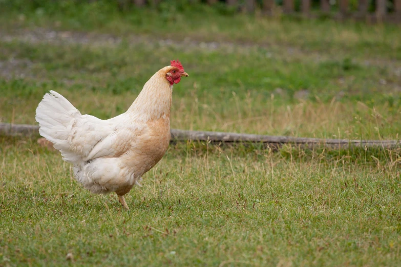 a chicken that is standing in the grass, unsplash, renaissance, a blond, male and female, central farm, profile image