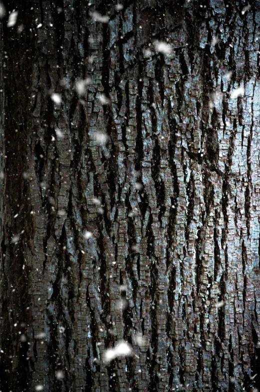 a fire hydrant sitting next to a tree in the snow, a digital rendering, by david rubín, conceptual art, tree bark texture, dark wood, closeup photograph, massive wide trunk