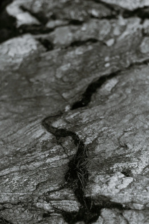 a black and white photo of a lizard on a rock, an album cover, inspired by Andy Goldsworthy, unsplash, tree bark texture, large cracks, soil landscape, curved lines