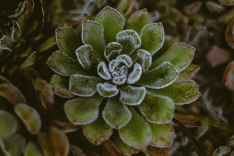 a close up of a plant with frost on it, trending on unsplash, peyote cactus desert, dark brown white green colours, low detailed, protophyta