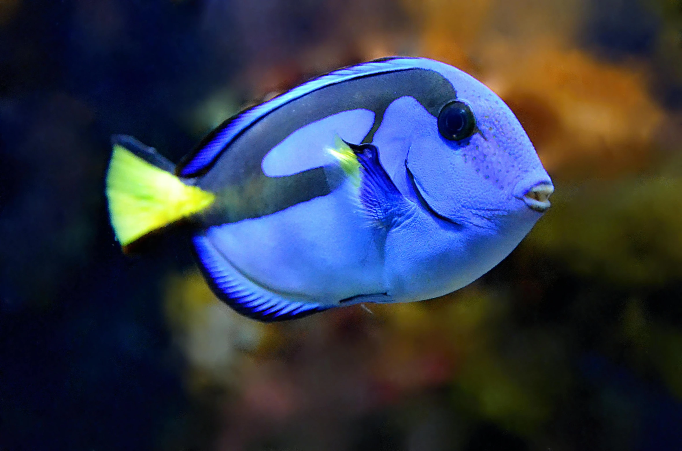 a close up of a blue and yellow fish