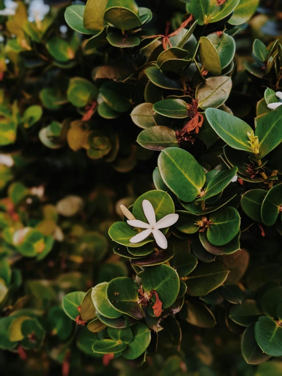 a white flower sitting on top of a lush green tree, inspired by Elsa Bleda, trending on unsplash, made of flowers and leaves, high quality screenshot, taken on iphone 14 pro, slightly tanned