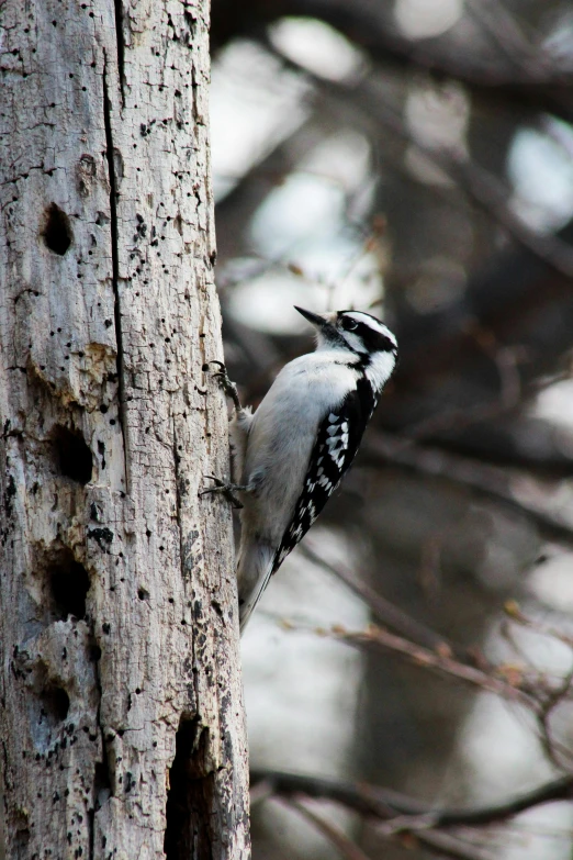 a close up of a bird on a tree, by Jim Nelson, pexels, white with black spots, boreal forest, slide show, bare bark