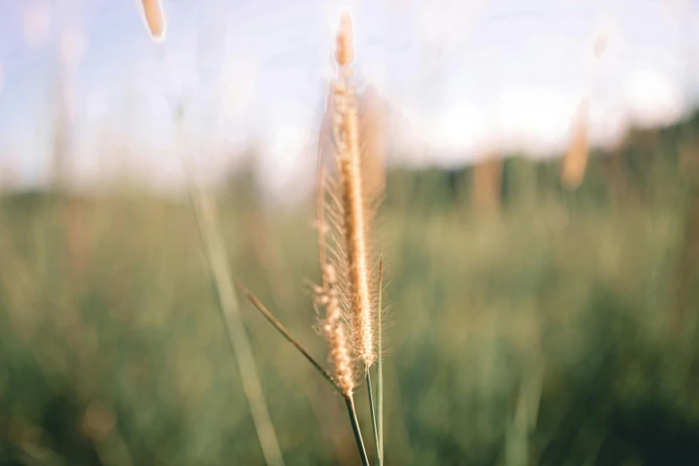 a close up of some tall grass in a field, an album cover, unsplash, naturalism, cottagecore hippie, instagram post, brightly-lit, small depth of field