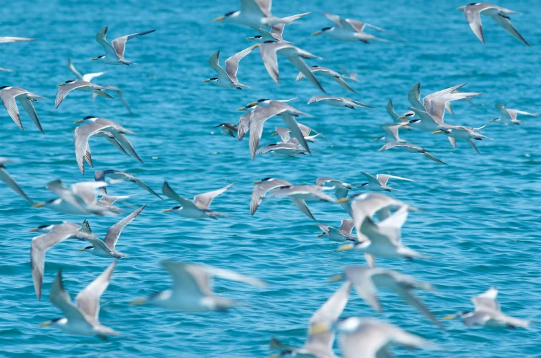 a flock of birds flying over a body of water, manly, aquatic life, swirling schools of silver fish, great barrier reef