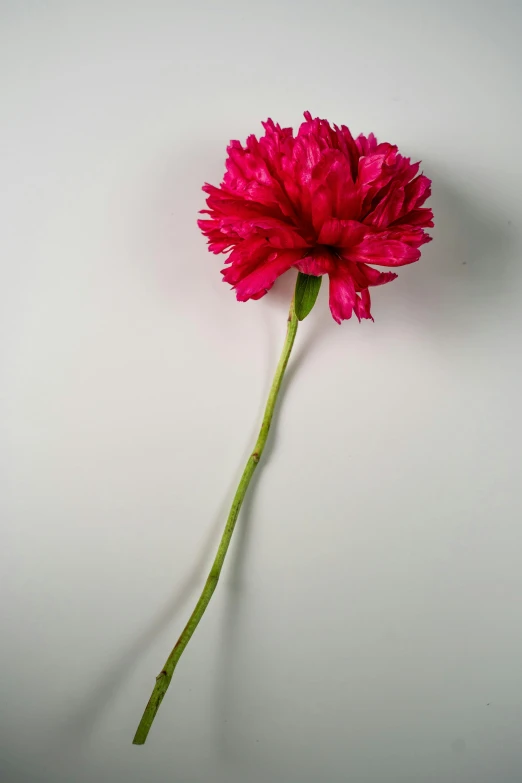 a single pink flower on a white surface, by artist, unsplash, arabesque, single long stick, red colored, giant carnation flower head, product view