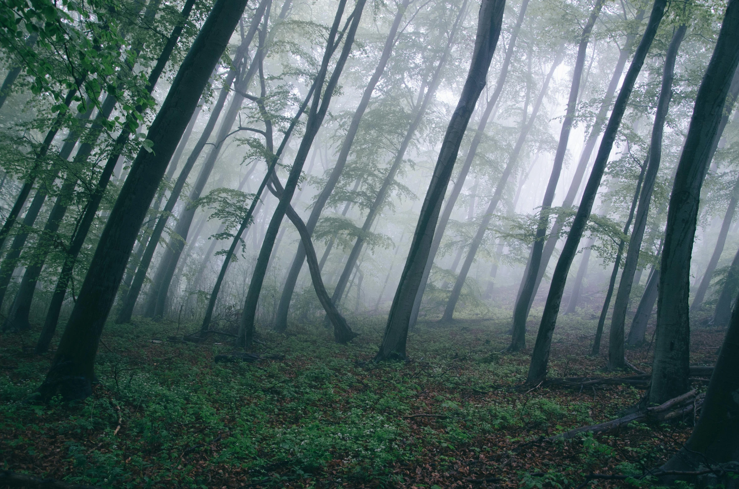 a foggy forest filled with lots of trees, inspired by Elsa Bleda, unsplash contest winner, romanticism, transylvania, ((forest)), twisted trees, ground covered in mist