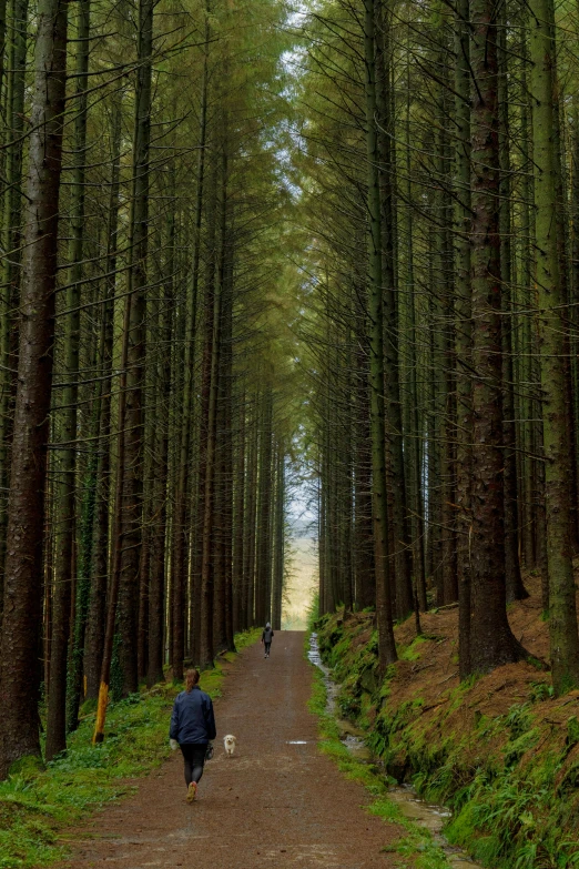 a man riding a bike down a dirt road next to tall trees, by Matt Stewart, pexels contest winner, renaissance, ireland, panorama, pine, long hallway