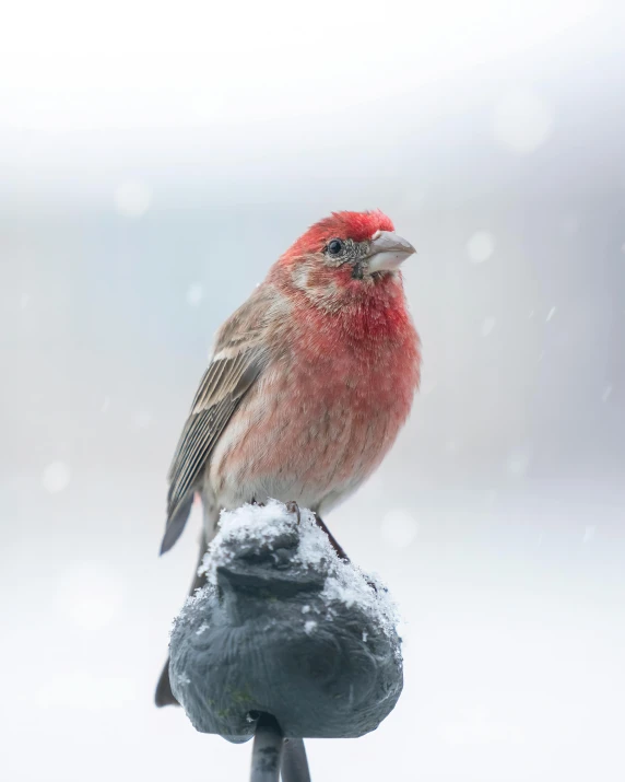 a red bird sitting on top of a metal pole, a salt&pepper goatee, frosted, one is a redhead, trending photo