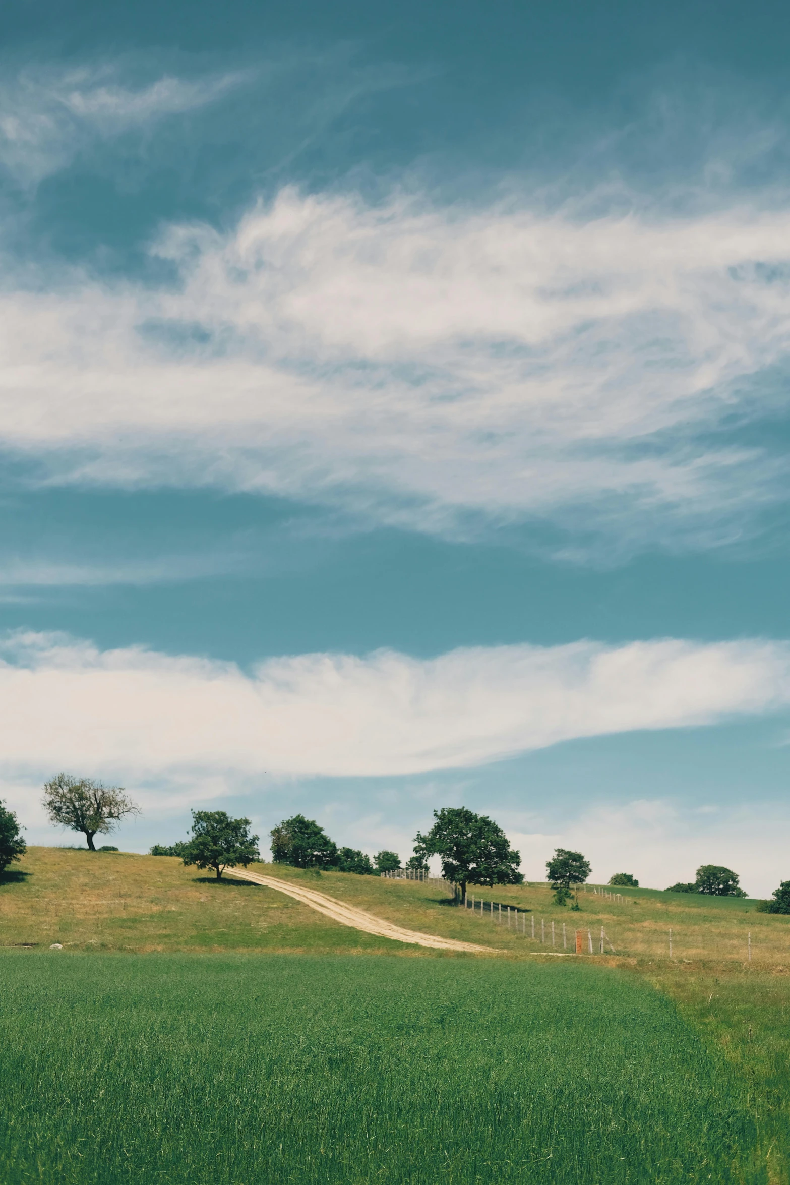 a green field with trees and a dirt road, a picture, unsplash, minimalism, on a hill, light blue sky with clouds, wide film still, ox