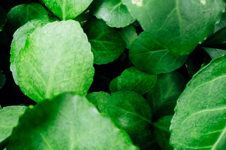 a close up of a bunch of green leaves, by Adam Marczyński, unsplash, renaissance, vegetable foliage, mint, shot on sony a 7, mixed medias