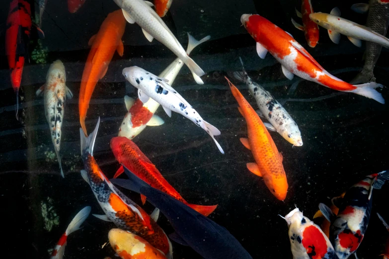 a group of koi fish swimming in a pond, a portrait, by Paul Davis, trending on unsplash, hurufiyya, 💋 💄 👠 👗, aisles of aquariums, viewed from below, diverse species