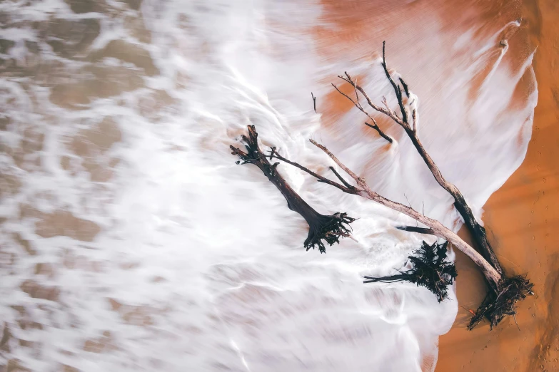 a dead tree laying on top of a sandy beach, unsplash contest winner, environmental art, flowing salmon-colored silk, dark sienna and white, taking from above, “ iron bark