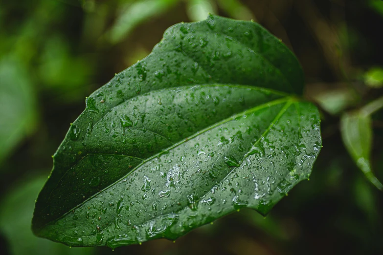 a green leaf with water droplets on it, unsplash, hurufiyya, fan favorite, ayahuasca, carnal ) wet, instagram post