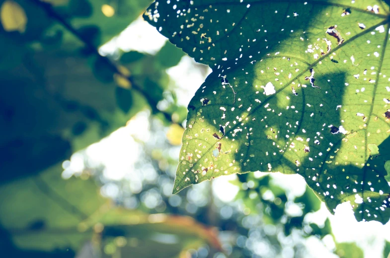 a close up of a leaf on a tree, by Caroline Mytinger, unsplash, white sparkles sunlight beams, swarm of fireflies, with cobwebs, illustration