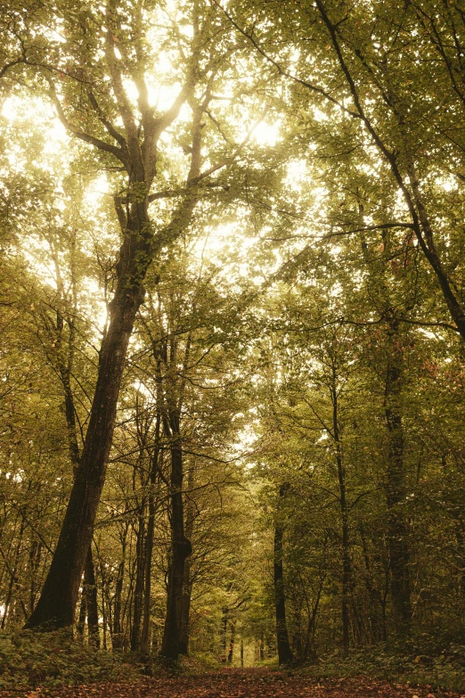 the sun shines through the trees in the woods, a picture, by Jacob Toorenvliet, tonalism, gold and green, panorama, ((trees)), postprocessed)