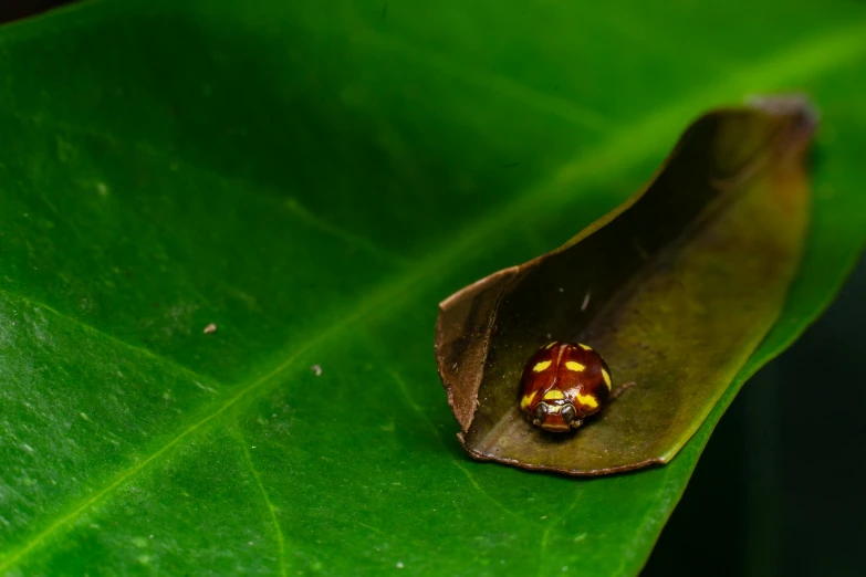 a ladybug sitting on top of a green leaf, by Jan Rustem, trending on unsplash, sumatraism, brown, avatar image, in the middle of a small colony, slide show