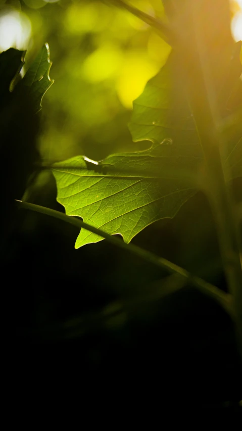 the sun shines through the leaves of a plant, an album cover, pexels contest winner, hurufiyya, medium format. soft light, today\'s featured photograph 4k, sycamore, dramatic light 8 k